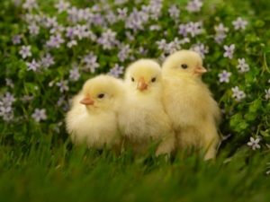 Poussins mignons